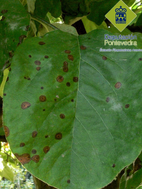 Entomosporium maculatum >> Membrillero manchas Entomosporium.jpg